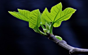 Fig-tree-2100-x-1313