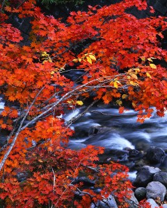Maple Tree by the River