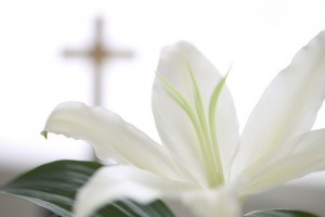 White Flower near Christan Cross