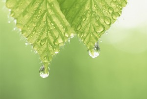 Wet Leaves