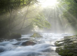 Cascading Stream under Sunlight in Forest