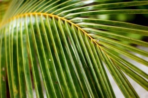 Palm branch