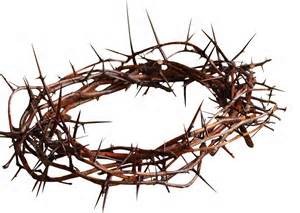 crown of thorns