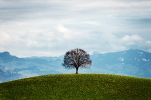 tree on hilltop
