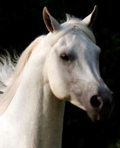 White Horse 3